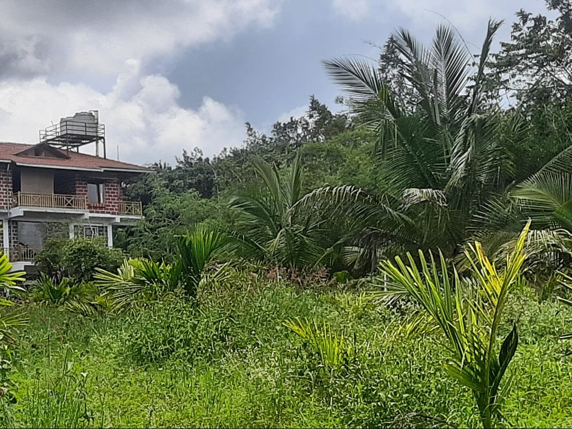 Arecanut Farm