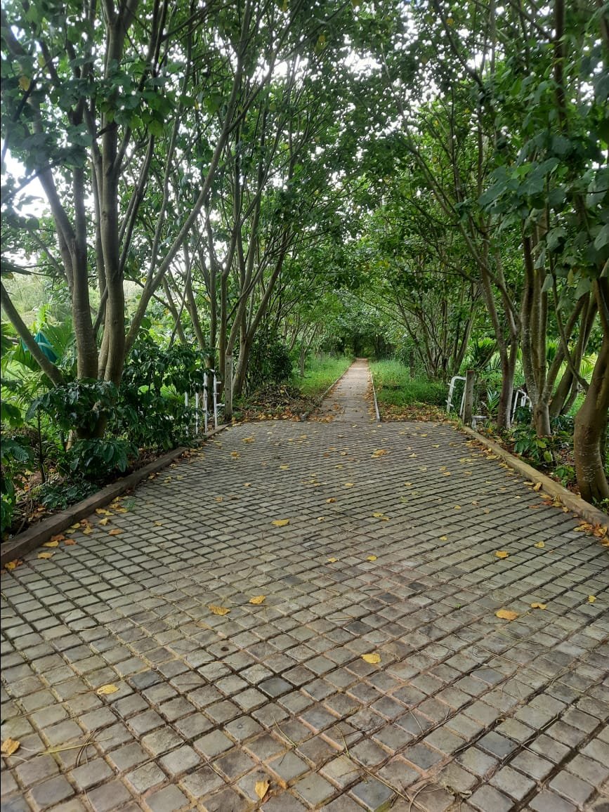 Stone Walking Path